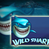Wild Shark